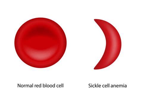 Cotton Clipart White Blood Cell Normal Red Blood Cell
