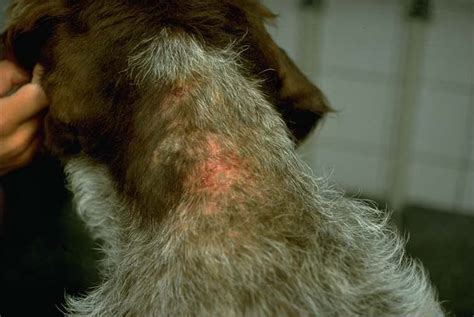 Skin Allergic Contact Dermatitis In Dogs Canis Vetlexicon