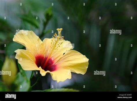 Hawaiian Yellow Hibiscus Flower Stock Photo Alamy
