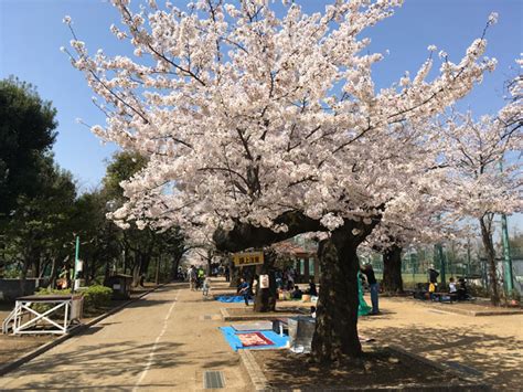 2018満開の桜＠羽根木公園 | いのぜん：井の頭公園vs善福寺公園