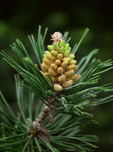 Free Download Hd Wallpaper Pine Mountain Pine Pinus Mugo Pine