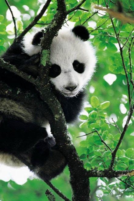 Panda Panda Panda Panda Panda Panda Bear Cute Animals Baby Animals