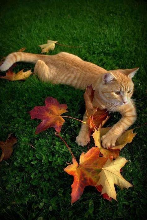 Pin By Helen Wilson On Fall Orange Tabby Cats Cats