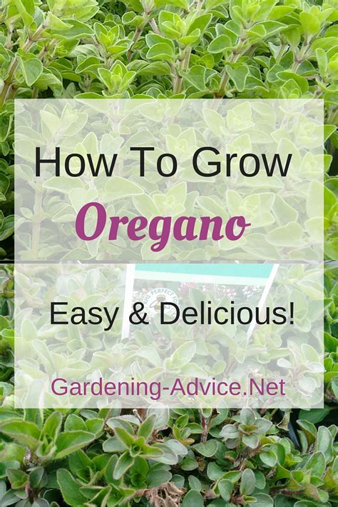 Gardening Tips For Growing Oregano And Marjoram How To