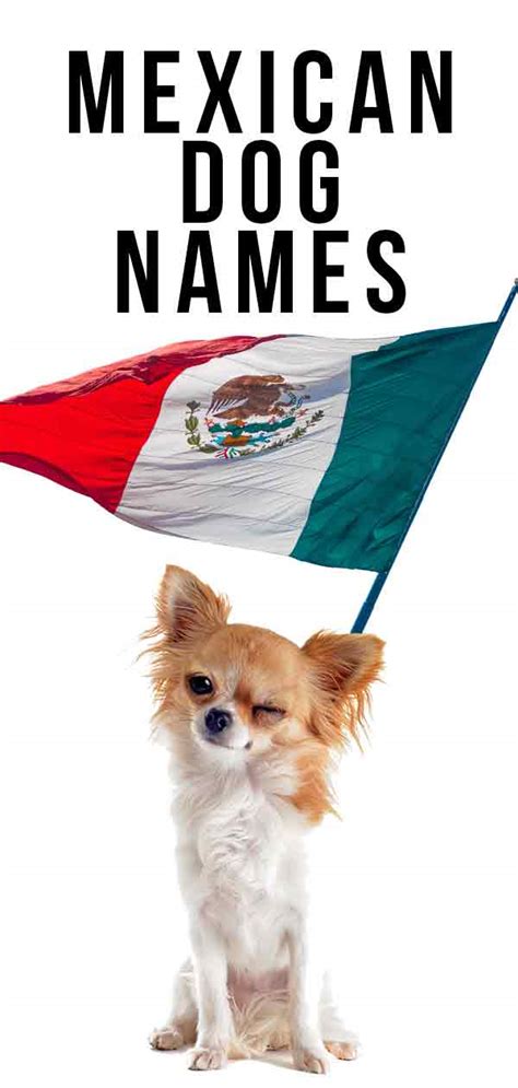 Even the name of the spaniel dog breed comes from español and if you have a white dog, check out the names you could give to your 'perro blanco'. Mexican Dog Names: Find the Best One for Your Pup