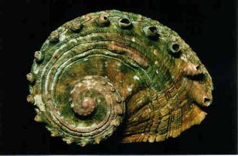 A long scatty tirade augmented by … Sydney Sheller Single Issue