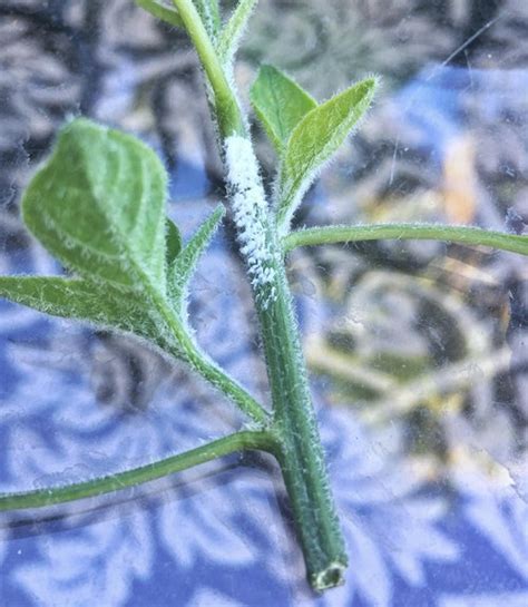 Flowers and damaged plant tissue are often the first to be colonized by the disease. White...mold (?) on pepper plant stem + Pepper ID