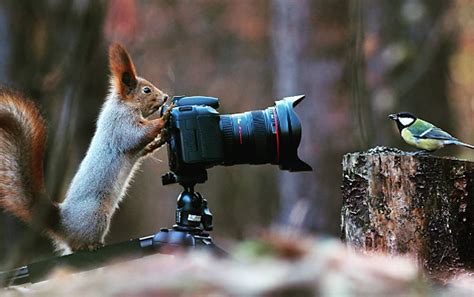 Wildlife Photographer Captures Images Of Cute Squirrels Taking
