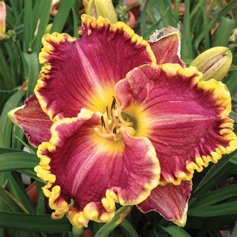 Daria Daylily Day Lilies Reblooming Daylilies Part Shade Flowers