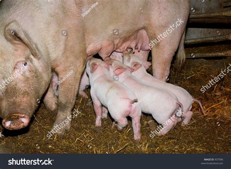 Baby Pigs Feeding Off Mother Stock Photo 937996 Shutterstock