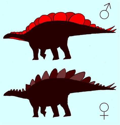 Differences In Size Shape Of Bony Plates Offer Way To Tell Male Female Stegosaurs Apart Scinews