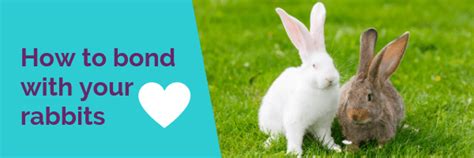 How To Bond With Your Rabbits The Healthy Pet Club