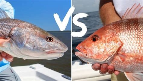 Redfish Vs Red Snapper Whats The Difference