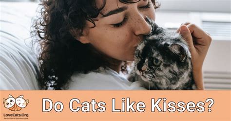 do cats like kisses