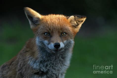 Wild Fox With A Floppy Ear Photograph By Rawshutterbug Pixels