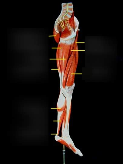Medial Full Leg Muscles Diagram Quizlet