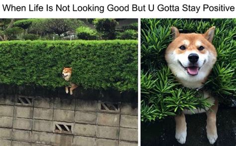 Having A Tiring Day Heres The Top 50 Dog Memes