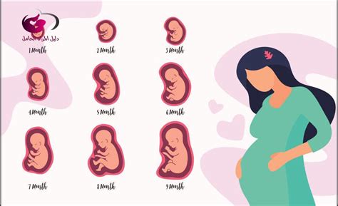 اسماء مراحل نمو الجنين