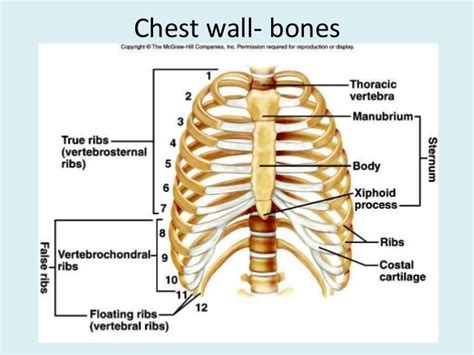 In most tetrapods, ribs surround the chest, enabling the lungs to expand and thus facilitate breathing by expanding the chest cavity. Pin on Anatomy