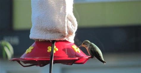 Check spelling or type a new query. Our hummingbird friends need food throughout the winter ...