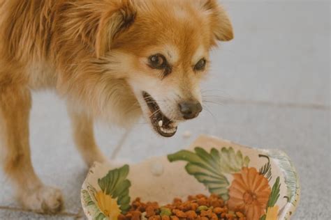 Each vet may have their favorite brand, yet they'll always. 8 Vet-Recommended Foods For A Healthier Dog - The Barking Blog