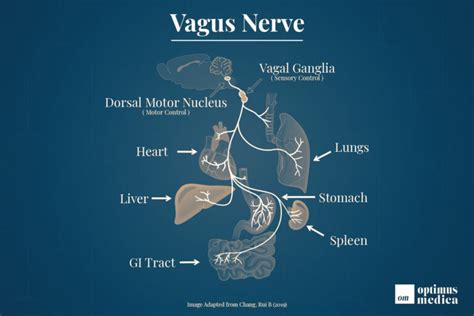 Vagus Nerve The Most Important Part Of Your Body Optimus Medica