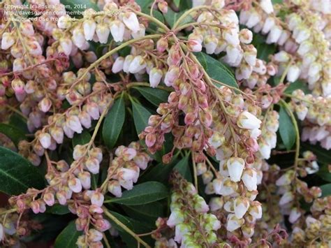 Plantfiles Pictures Japanese Pieris Andromeda Lily Of The Valley
