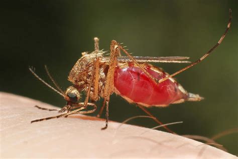 Punnetts Square Genetic Treatment To Malaria Growth In Mosquitoes