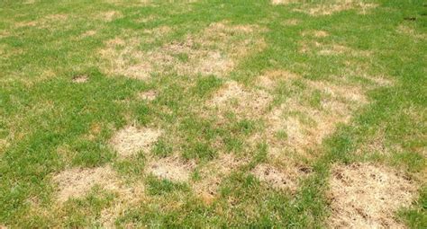 What Is Causing These Brown Patches In My Yard