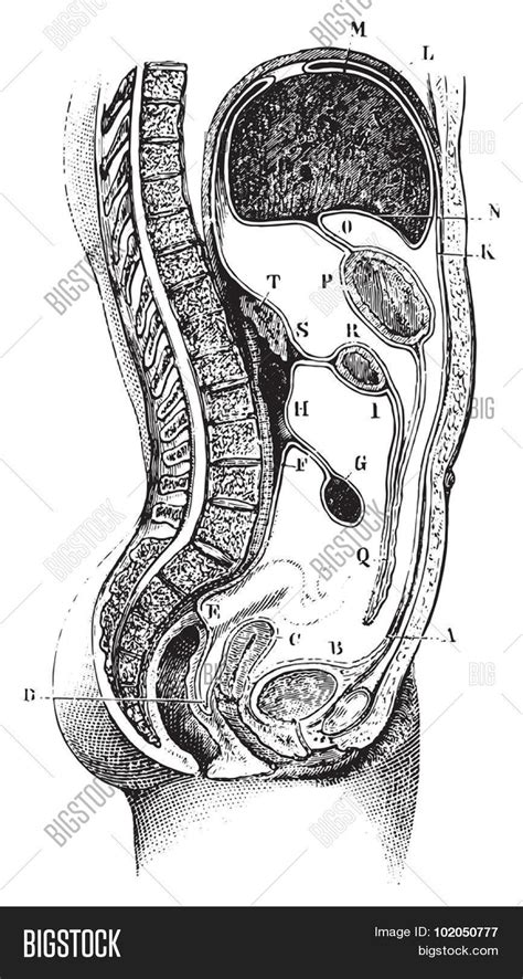 Vertical And Antero Posterior Of The Abdomen Path Of The Peritoneum In
