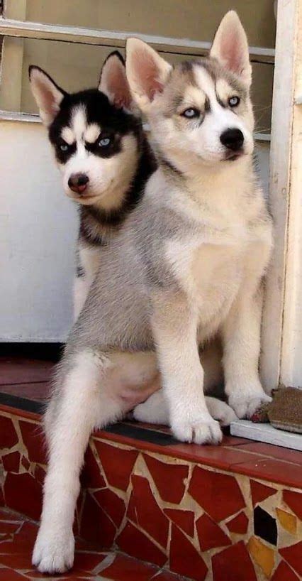 Siberian Husky Puppies Husky Puppy Husky Dogs Pet Dogs Dog Cat