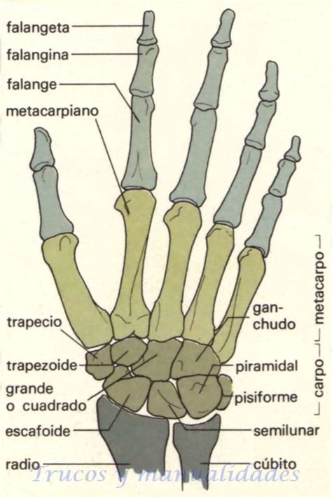11 Best Hueso Mano Images On Pinterest Bones Human Anatomy And Projects