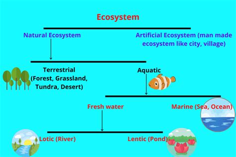 Ecosystem Definition Structure Factors Types Function