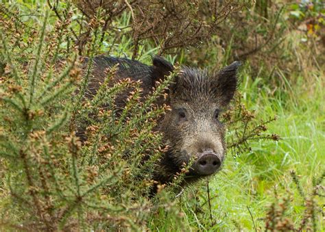 Wild Boar Royal Forest Of Dean Gloucestershire England Uk Animal Of