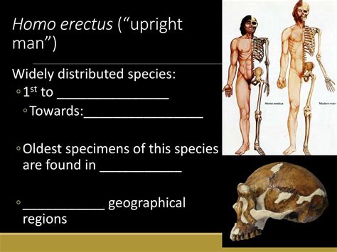 Ppt Hominin Evolution Powerpoint Presentation Free Download Id2110092