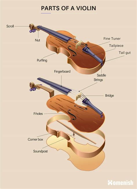 Parts Of A Violin Full Diagram Explored Homenish