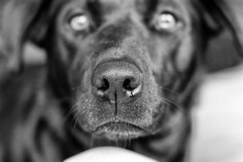 Free Images Black And White Puppy Portrait Close Up Nose Snout