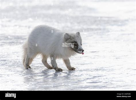 Norway Arctic Fox Hi Res Stock Photography And Images Alamy