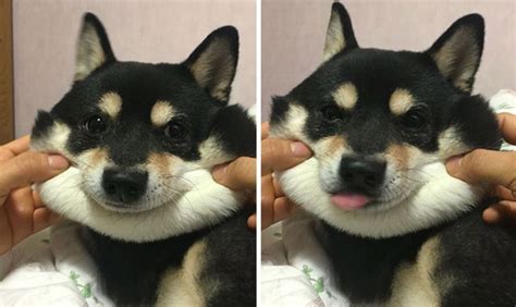 20 Ridiculously Squishy Dog Cheeks That Will Make Your Day Cute Funny