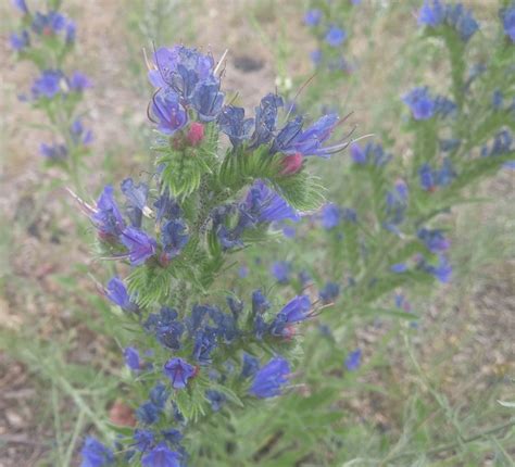 Purpleblue Wildflower In Michigan Flowers Forums