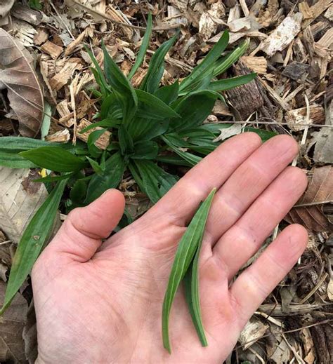16 Common Edible Weeds Growing In Your Yard With Recipes Tyrant Farms