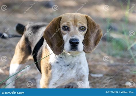 Caza De Conejos Con Perros Beagle