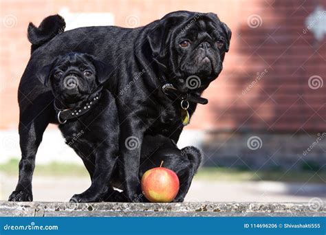 Black Pug Father And Son Black Pug Dogs Stock Photo Image Of Canine