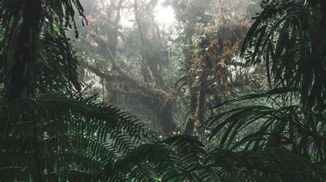 Wallpaper Id 9172 Jungle Forest Fog Trees Bushes Tropics 4k