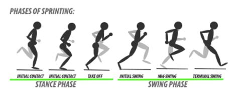 Sprinting A Basic Guide To All Things Fast — Athletes Forge