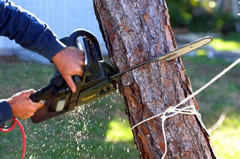 Tree Removal And Treatment Wayzata Mn Official Website