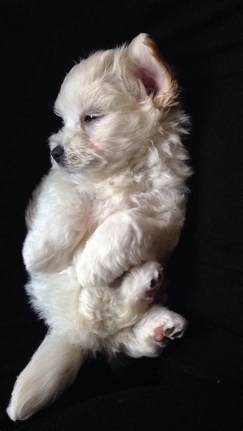 8 Week Old Maltese Baby Maltese Dogs Maltese Puppy Cute Animals