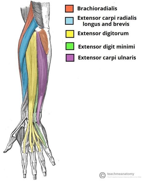 Symptoms of a torn tendon include pain, swelling, joint restriction, popping and knot formation. Forearm Extensor Muscles | Salus Massage Therapy
