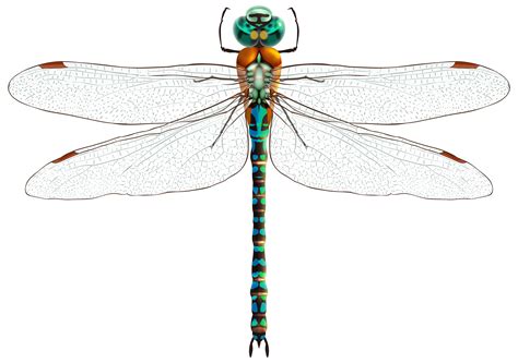 Male Dragonfly Clipart 20 Free Cliparts Download Images On Clipground