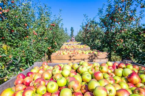 13 Best Apple Orchards In Kentucky To Visit This Fall 2022